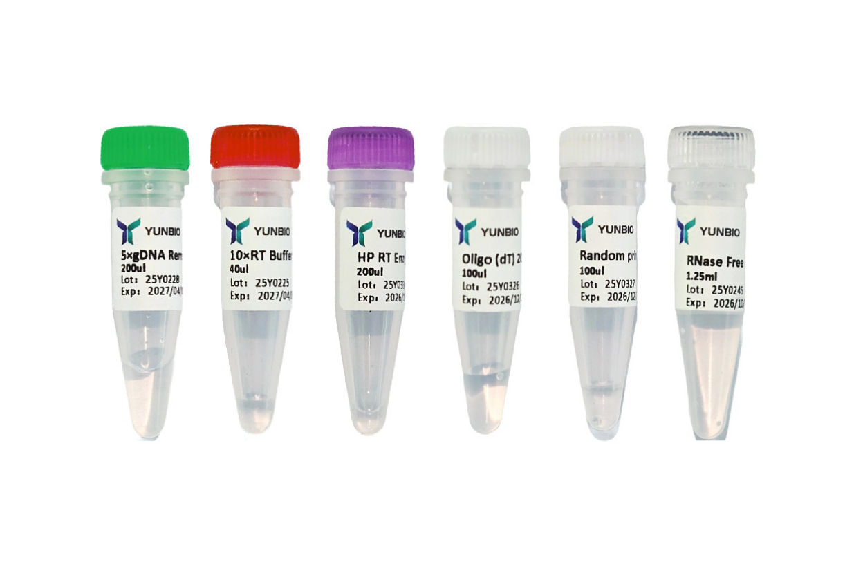 HP 1st Strand cDNA Synthesis Kit (+gDNA Remove)