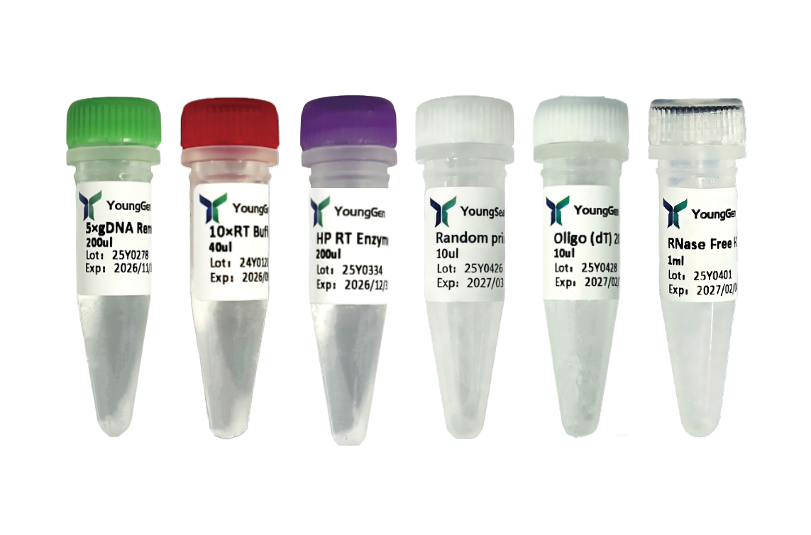 HP 1st Strand cDNA Synthesis Kit (+gDNA Remove)